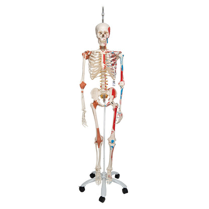 Human Skeleton Model Sam on Hanging Stand with Muscle & Ligaments