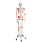 Human Skeleton Model Sam with Muscles & Ligaments on 5' Stand