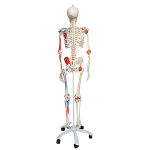 Human Skeleton Model Sam with Muscles & Ligaments on 5' Stand