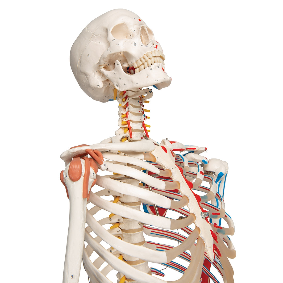 Human Skeleton Model Sam with Muscles & Ligaments on 5' Stand