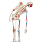 Human Skeleton Model Sam with Muscles & Ligaments on 5' Stand