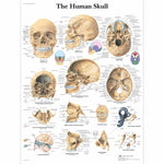 Human Skull Chart