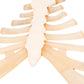 Human Sternum Model with Rib Cartilage