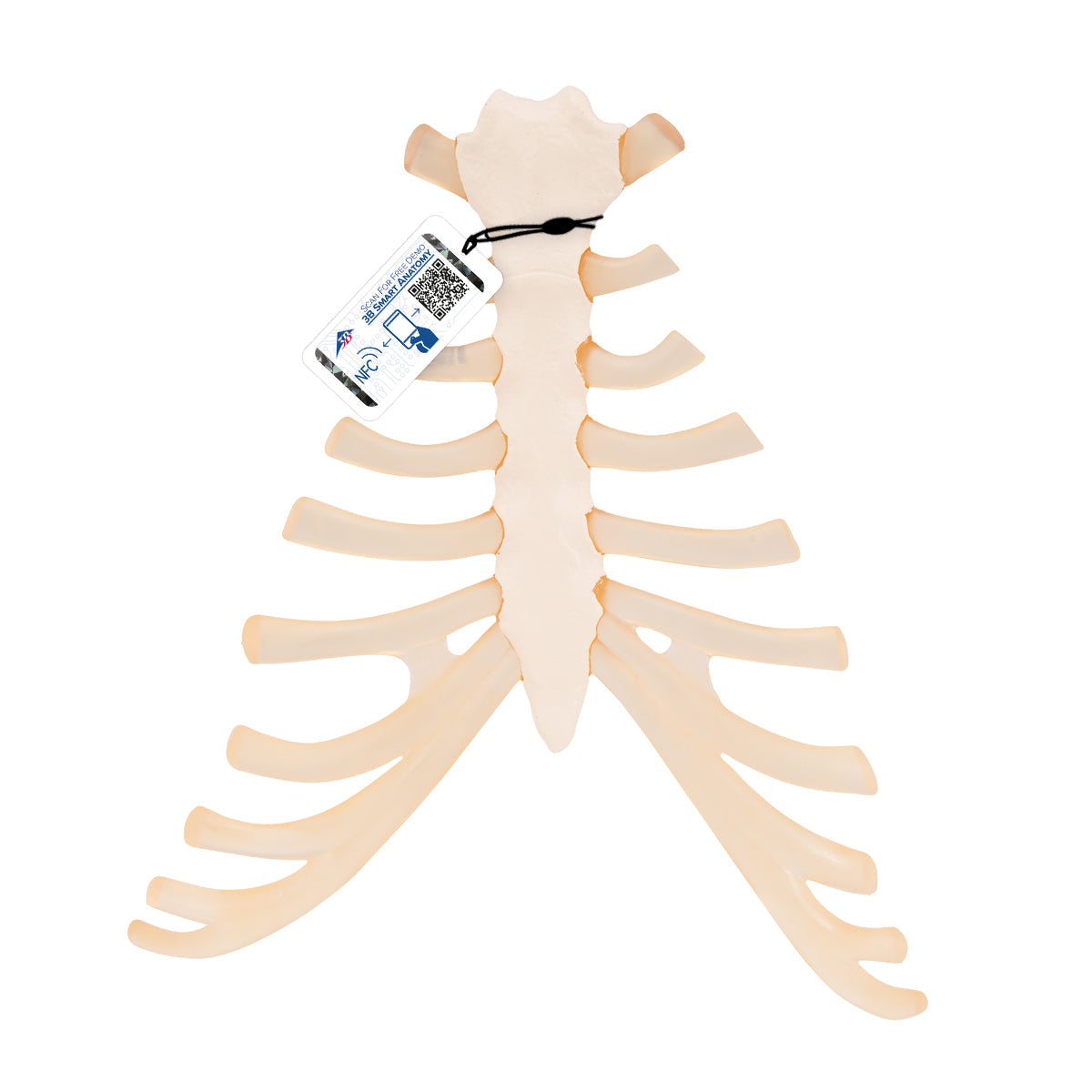 Human Sternum Model with Rib Cartilage