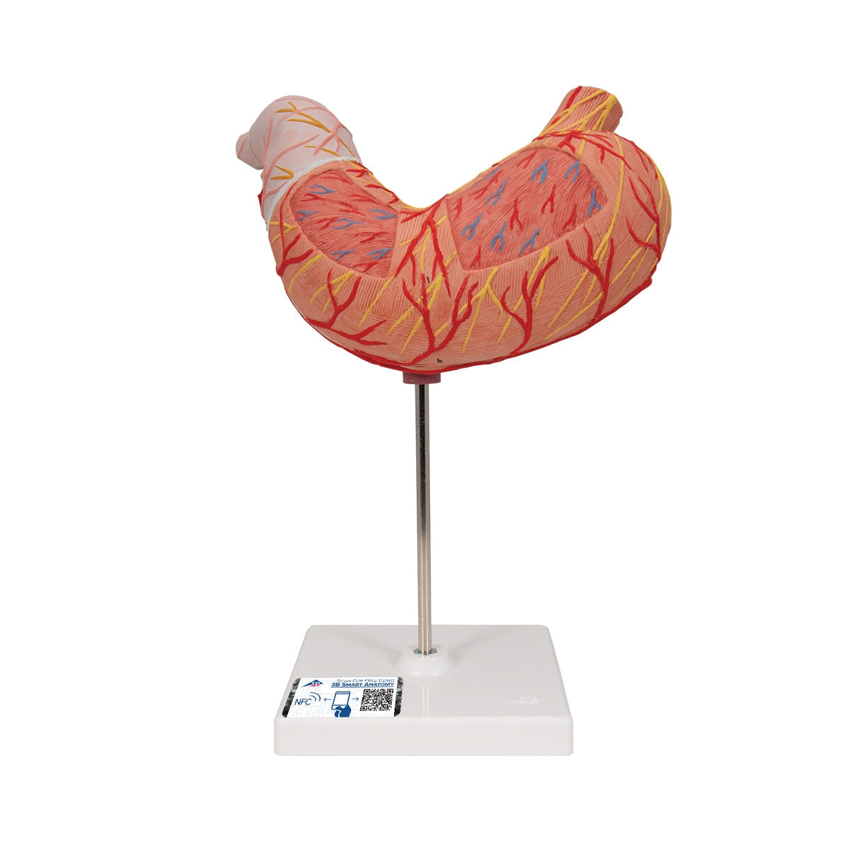 Human Stomach Model, 2 part