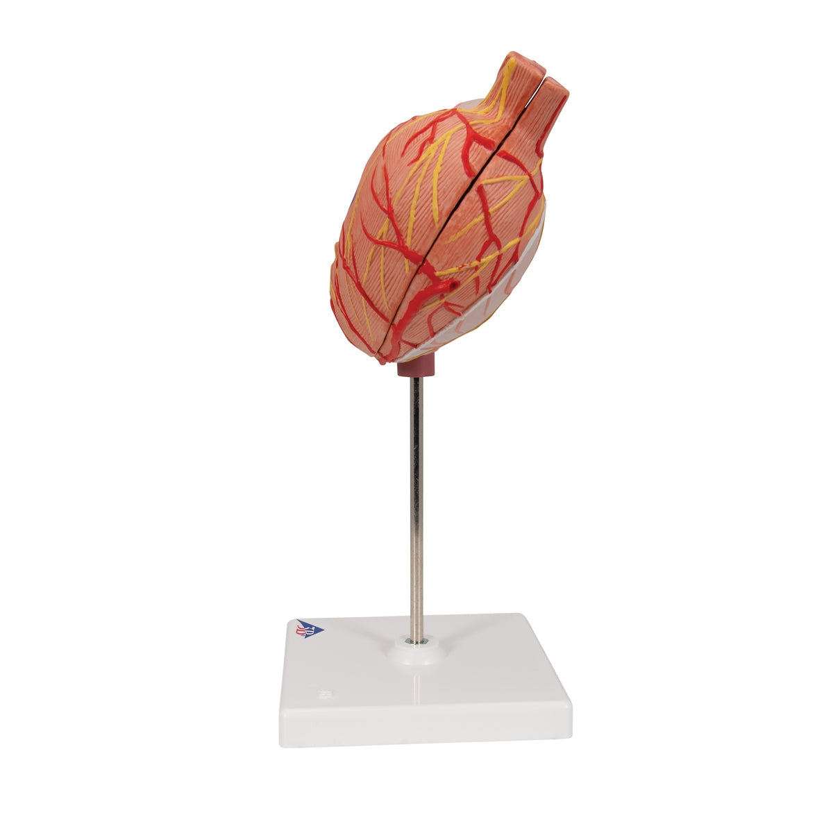 Human Stomach Model, 2 part