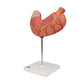 Human Stomach Model, 2 part