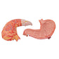 Human Stomach Model, 2 part