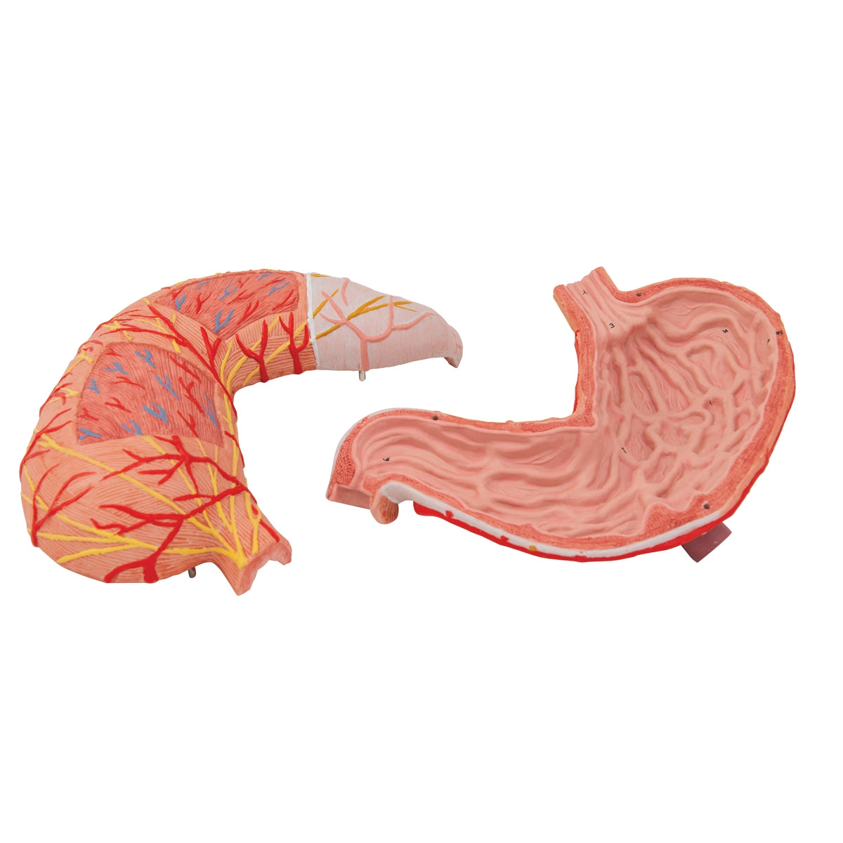 Human Stomach Model, 2 part