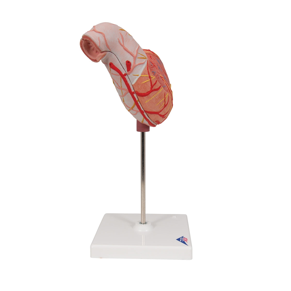 Human Stomach Model, 2 part