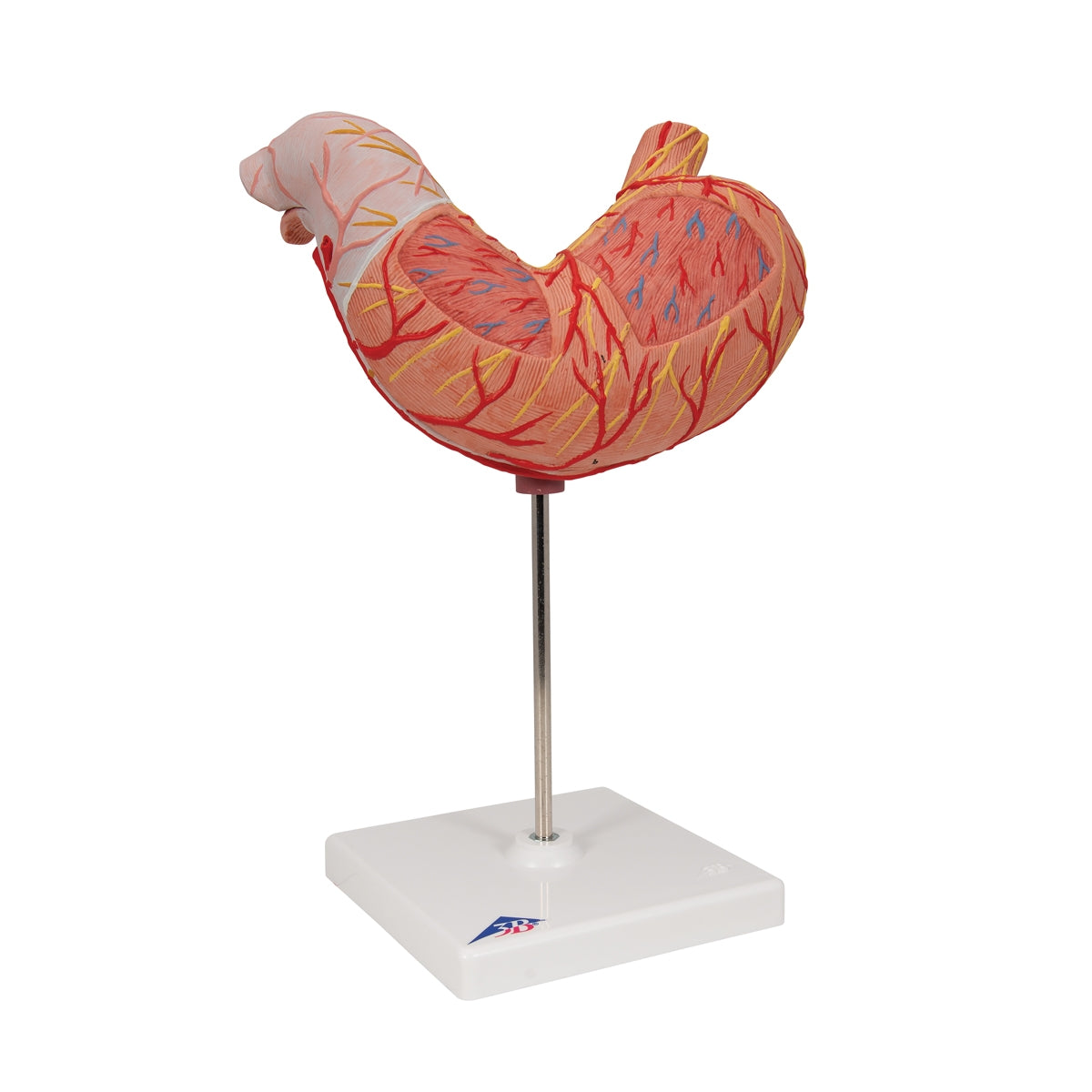 Human Stomach Model, 2 part