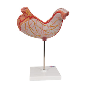 Human Stomach Model, 2 part