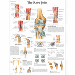 Knee Joint Chart Paper