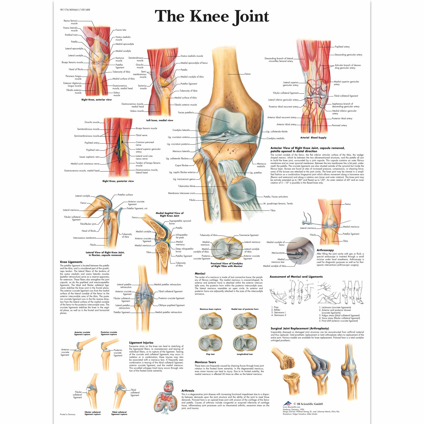 Knee Joint Chart