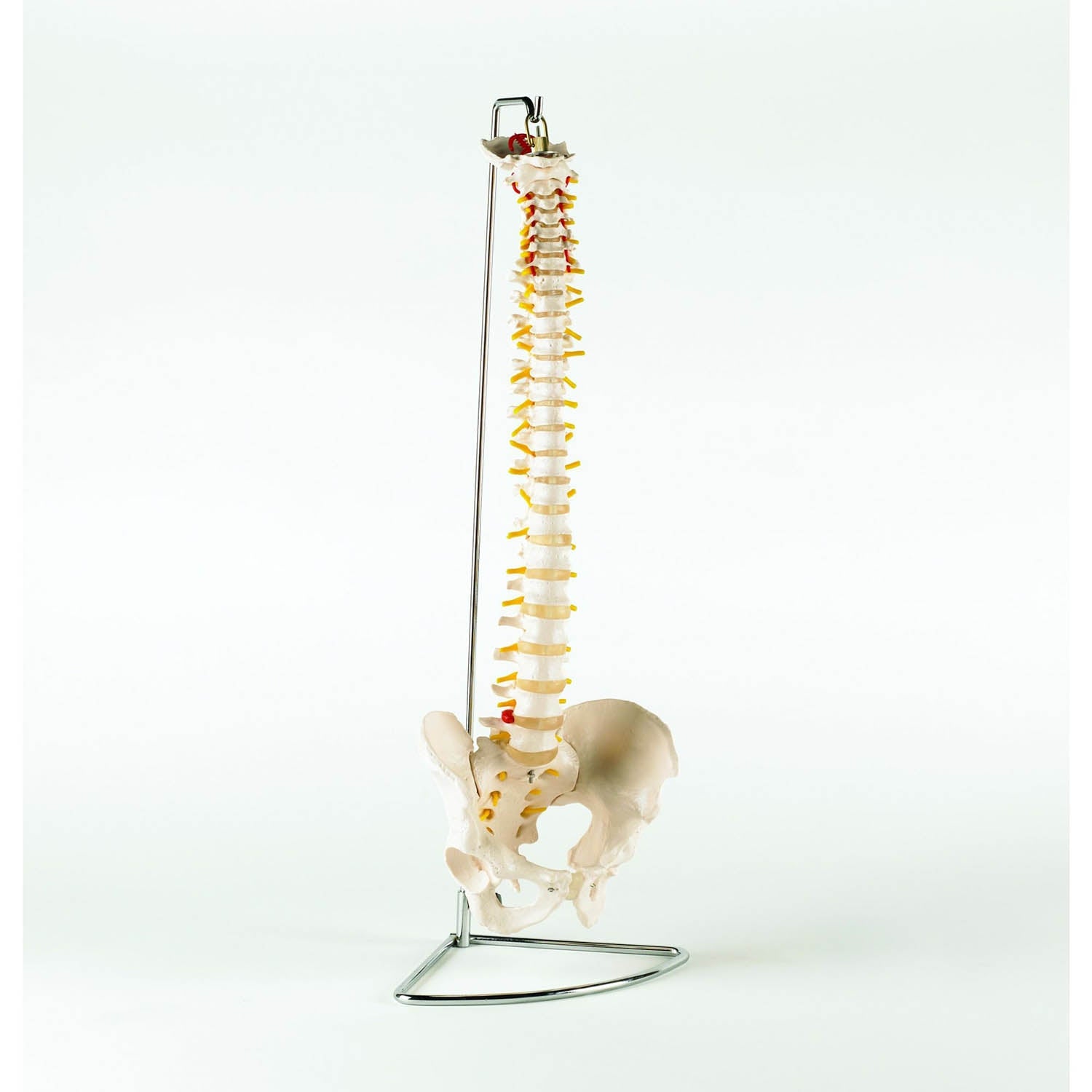 Life Size Vertebral Column with Pelvis (flexible)