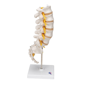 Lumbar Human Spinal Column Model