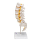 Lumbar Human Spinal Column Model