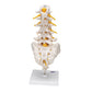 Lumbar Human Spinal Column Model