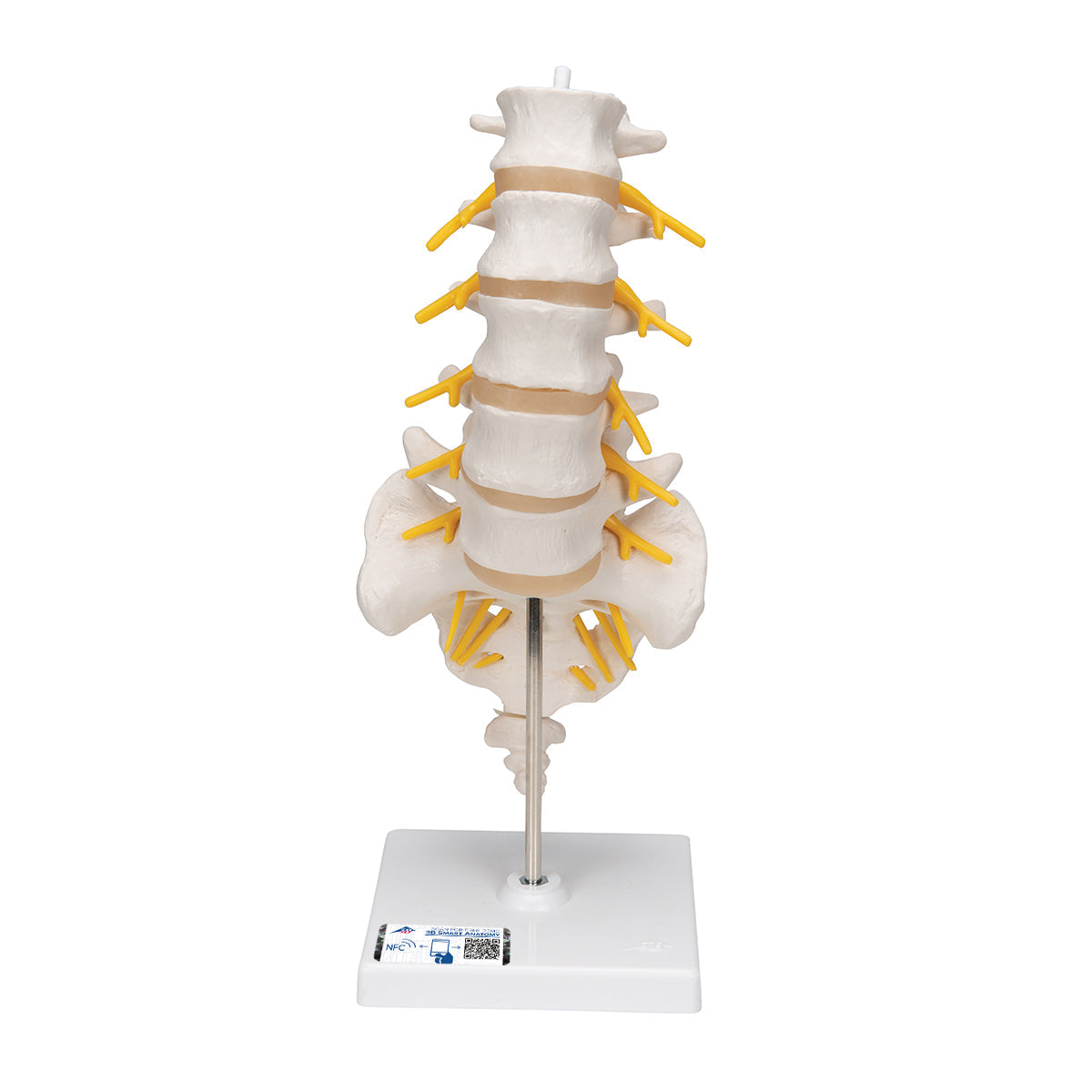 Lumbar Human Spinal Column Model