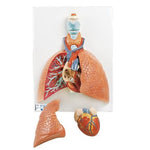 Lung Model with Larynx, 5 part