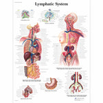 Lymphatic System Chart