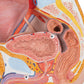 Male Pelvis Model in Median Section, 2 part