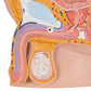 Male Pelvis Model in Median Section, 2 part