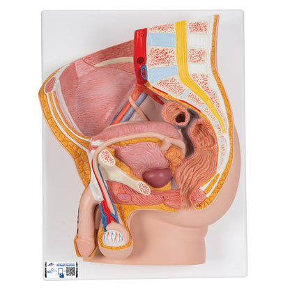 Male Pelvis Model in Median Section, 2 part