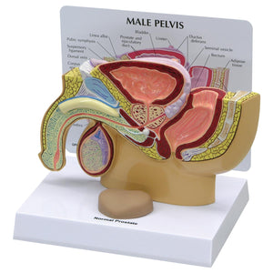 Male Pelvis with Prostate