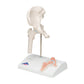 Mini Human Hip Joint Model with Cross Section