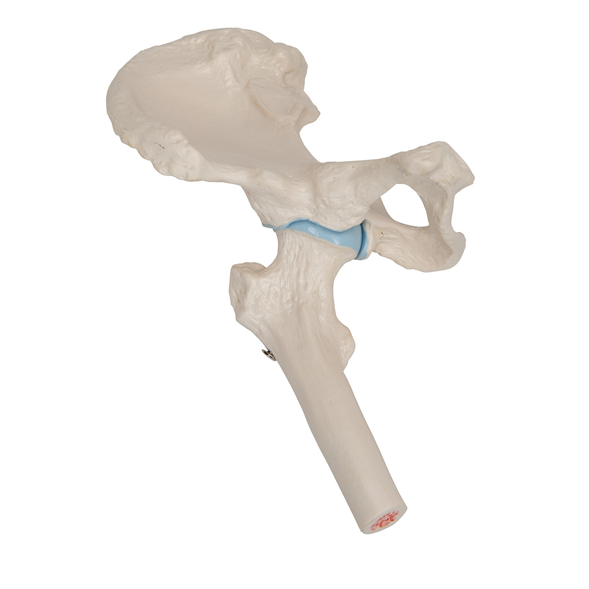 Mini Human Hip Joint Model with Cross Section