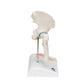 Mini Human Hip Joint Model with Cross Section