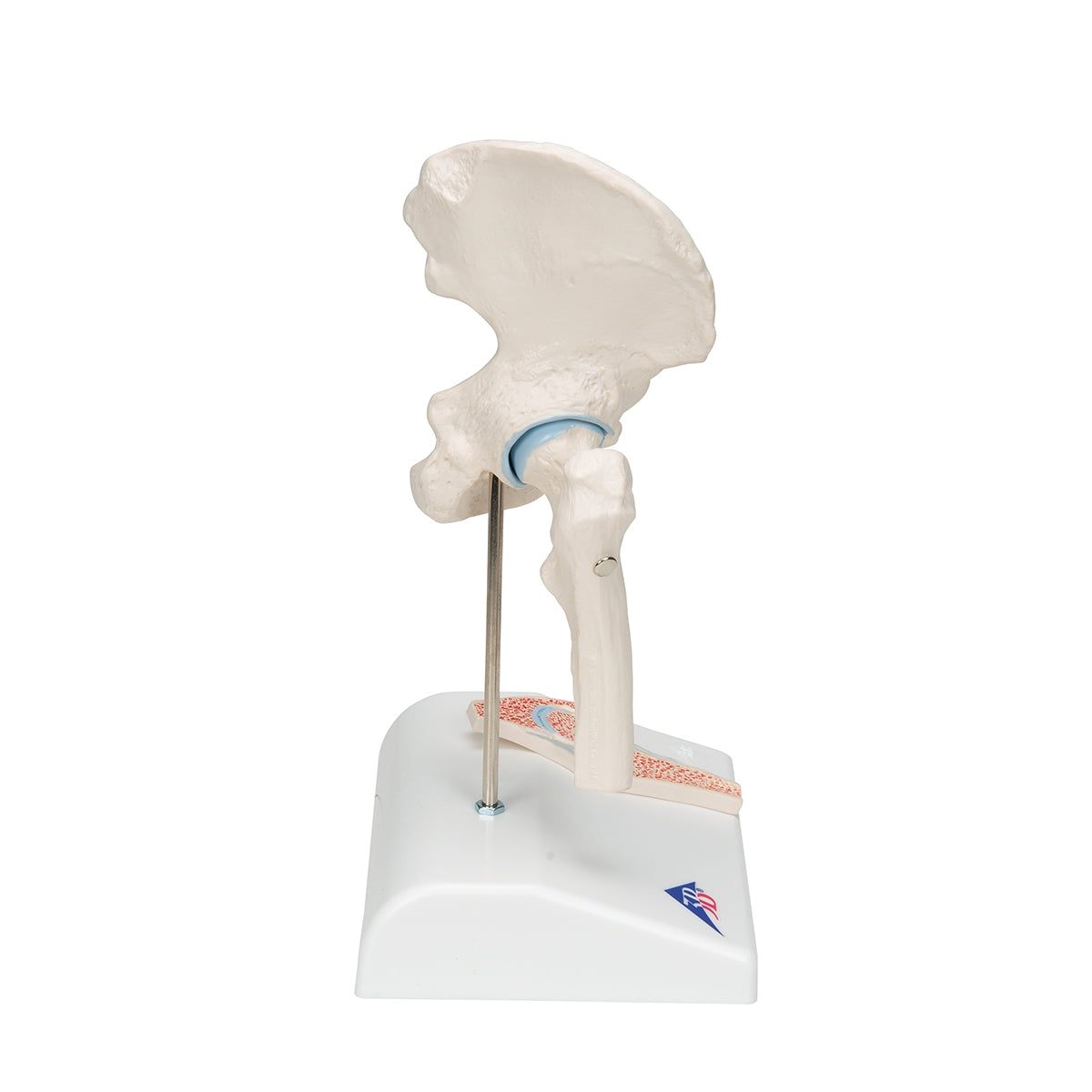 Mini Human Hip Joint Model with Cross Section