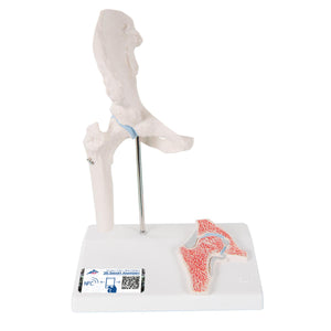 Mini Human Hip Joint Model with Cross Section