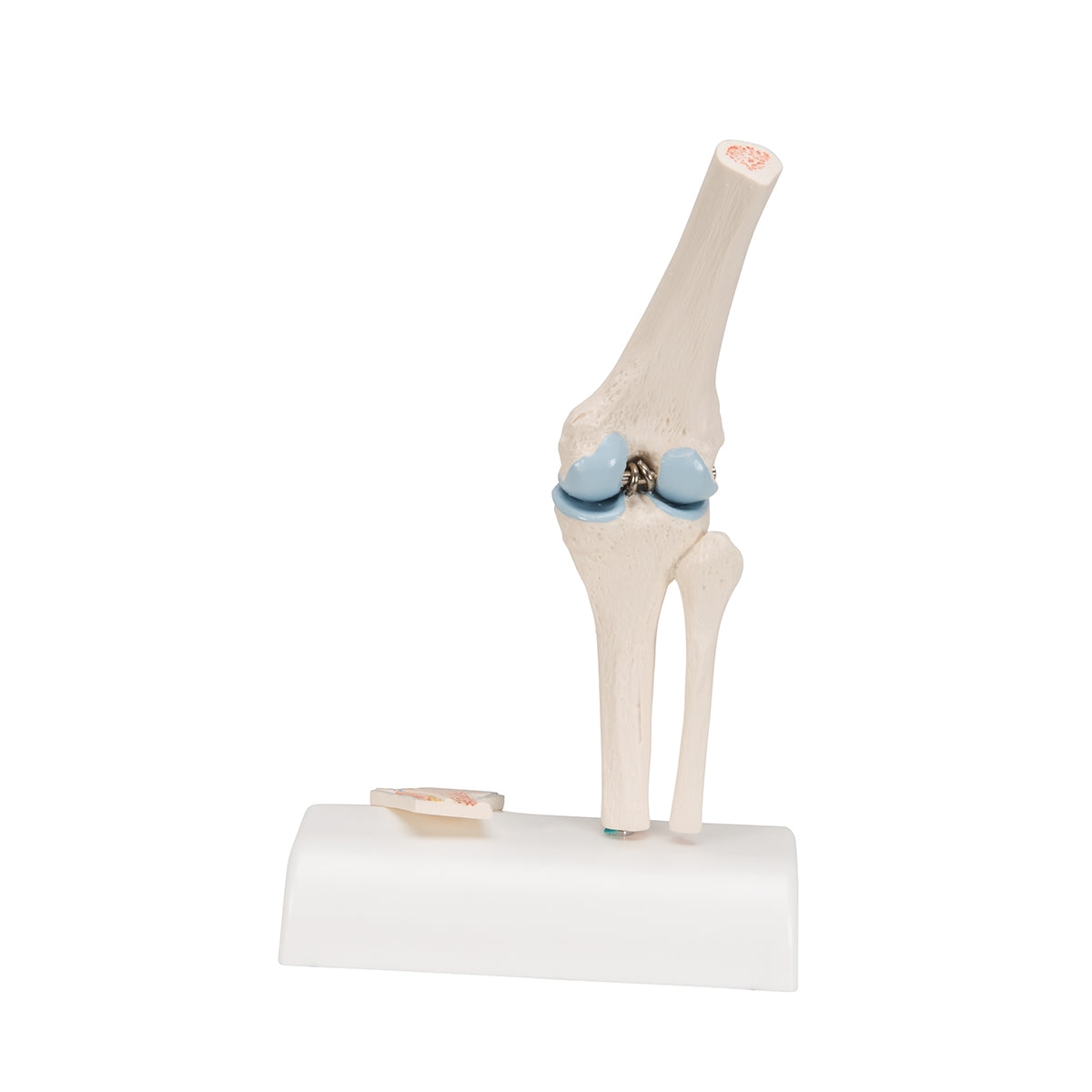 Mini Human Knee Joint Model with Cross Section