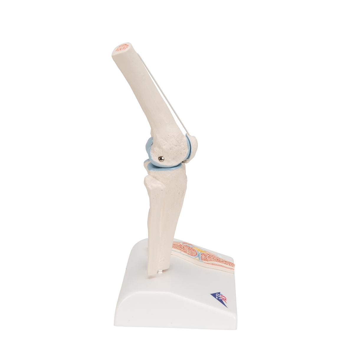 Mini Human Knee Joint Model with Cross Section