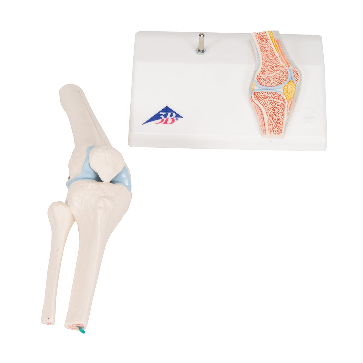 Mini Human Knee Joint Model with Cross Section