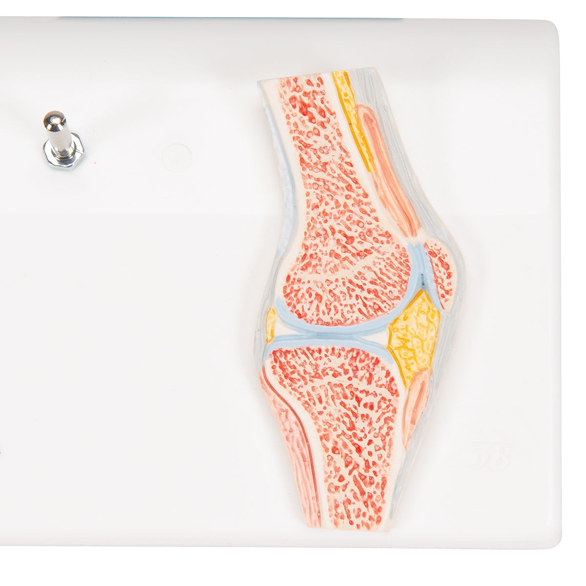 Mini Human Knee Joint Model with Cross Section