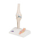 Mini Human Knee Joint Model with Cross Section