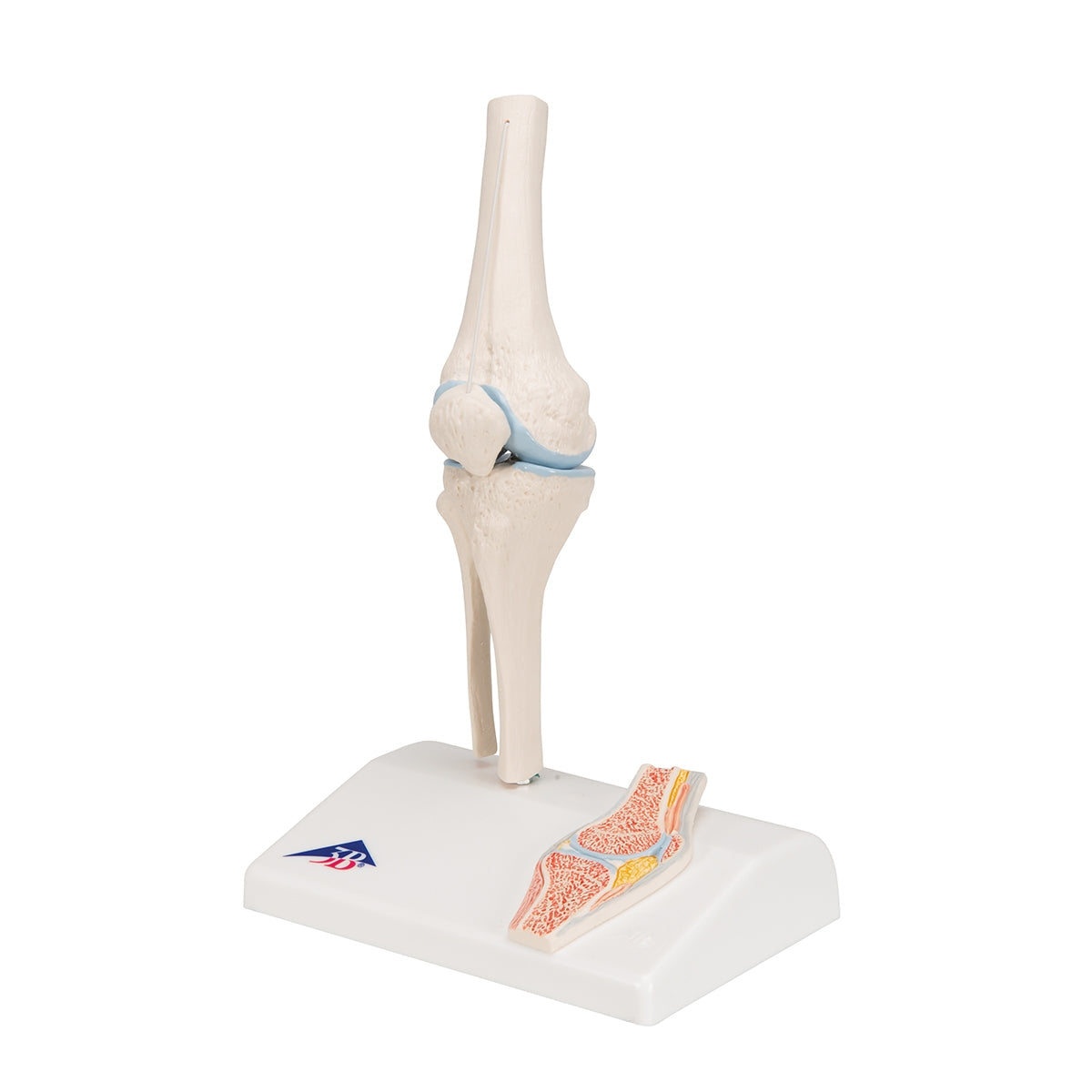 Mini Human Knee Joint Model with Cross Section