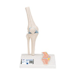 Mini Human Knee Joint Model with Cross Section