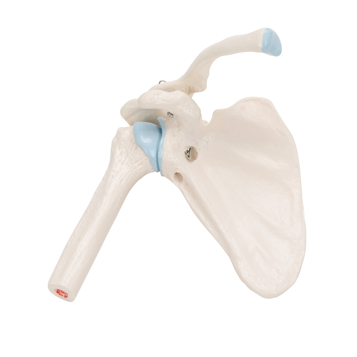 Mini Human Shoulder Joint Model with Coss Section