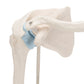 Mini Human Shoulder Joint Model with Coss Section