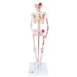 Mini Human Skeleton Shorty with Painted Muscles, Pelvic Mounted, Half Natural Size