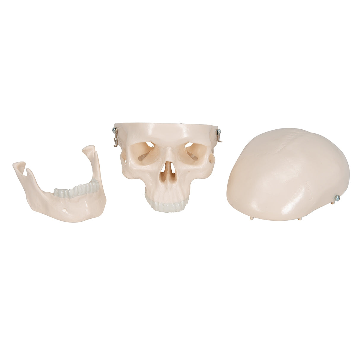 Mini Human Skull Model - 3 Part (Skullcap, Base of Skull, Mandible)