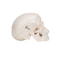 Mini Human Skull Model - 3 Part (Skullcap, Base of Skull, Mandible)