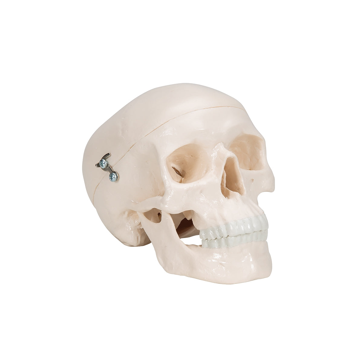 Mini Human Skull Model - 3 Part (Skullcap, Base of Skull, Mandible)