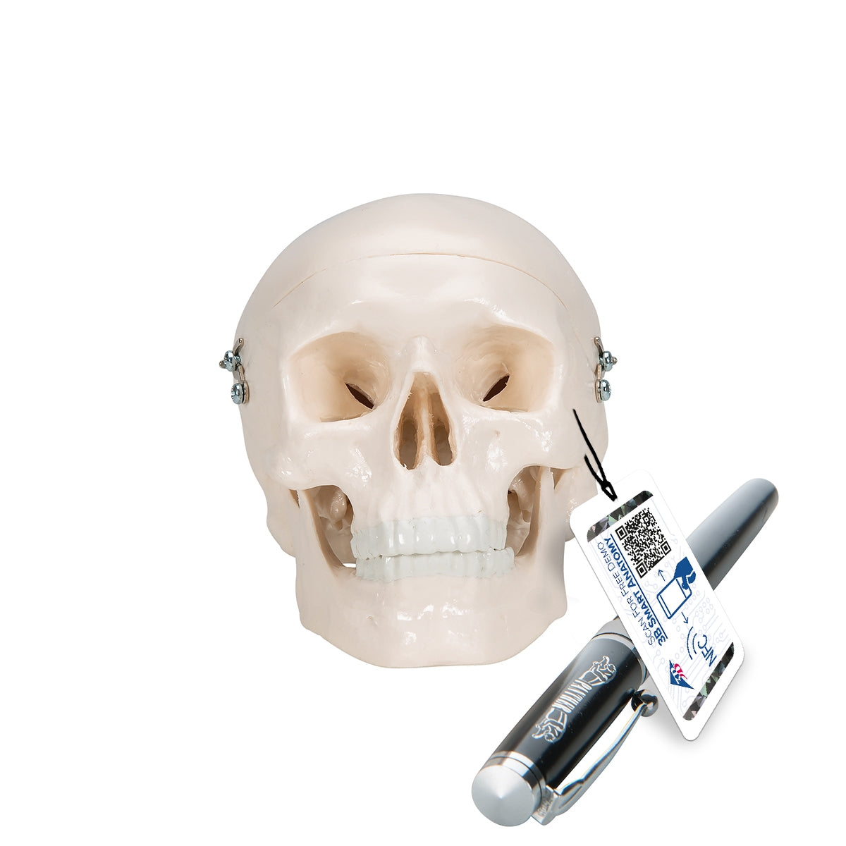 Mini Human Skull Model - 3 Part (Skullcap, Base of Skull, Mandible)