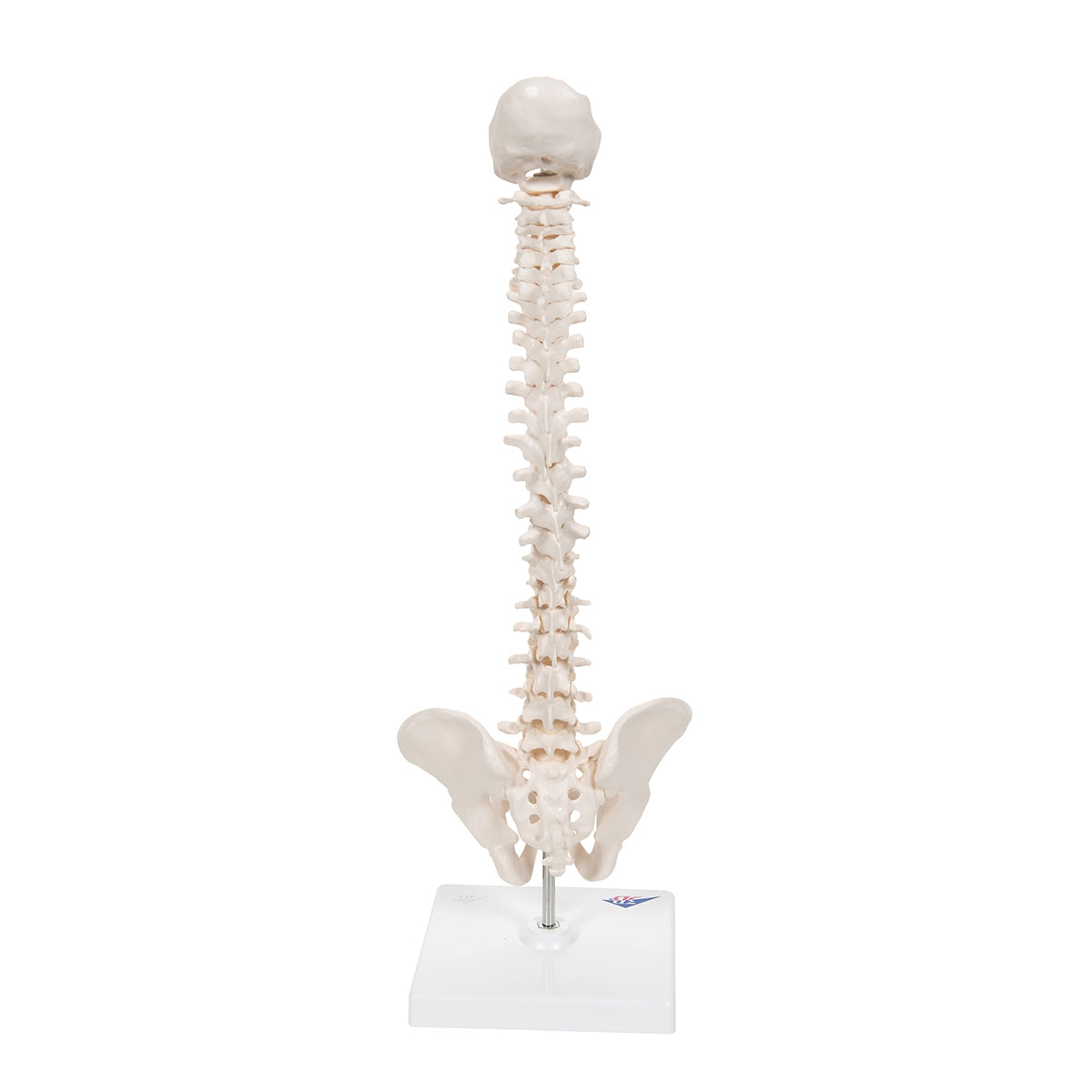 Mini Human Spinal Column Model, Flexible Mounted, on Removable Base