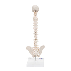 Mini Human Spinal Column Model, Flexible Mounted, on Removable Base